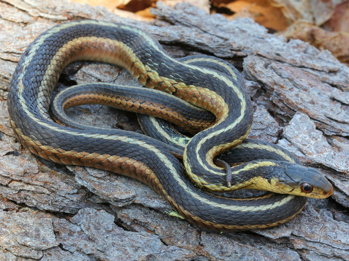 Eastern Garter Snake